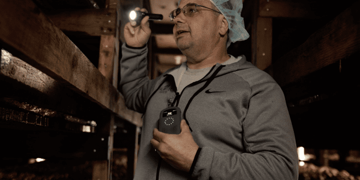 An employee checking on the mushroom growth