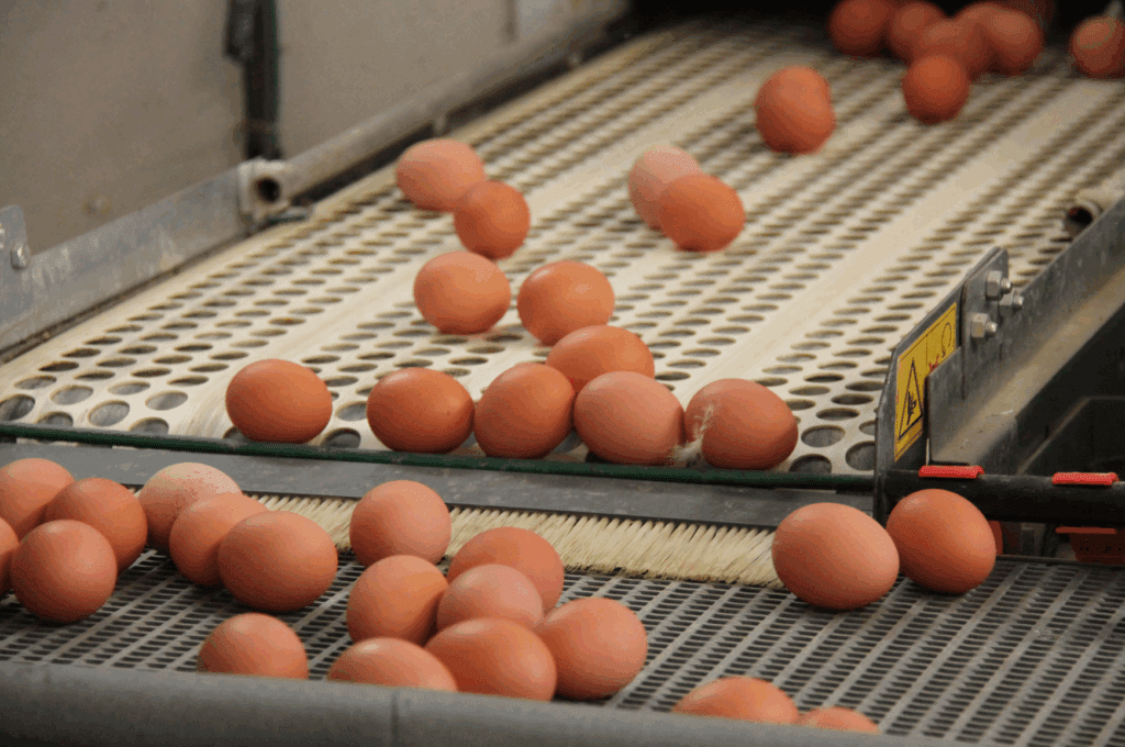 Brown eggs on conveyor belt