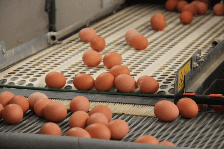 Brown eggs on conveyor belt