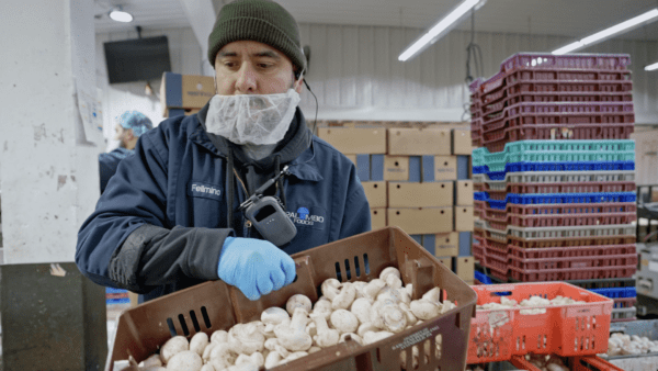 An employee transporting mushrooms